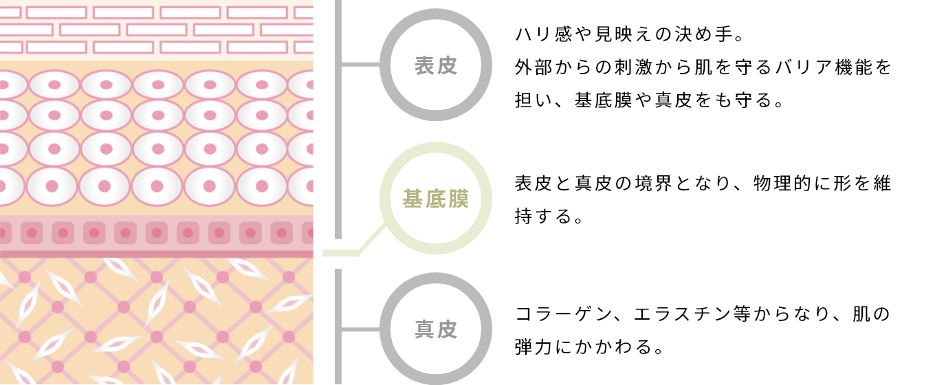 シワと肌の層の関係