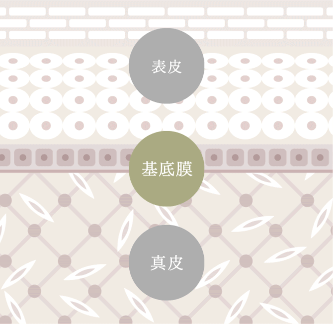 ライスパワーの肌の層にもたらす効果