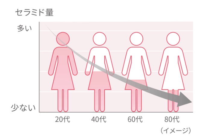 セラミドの働き