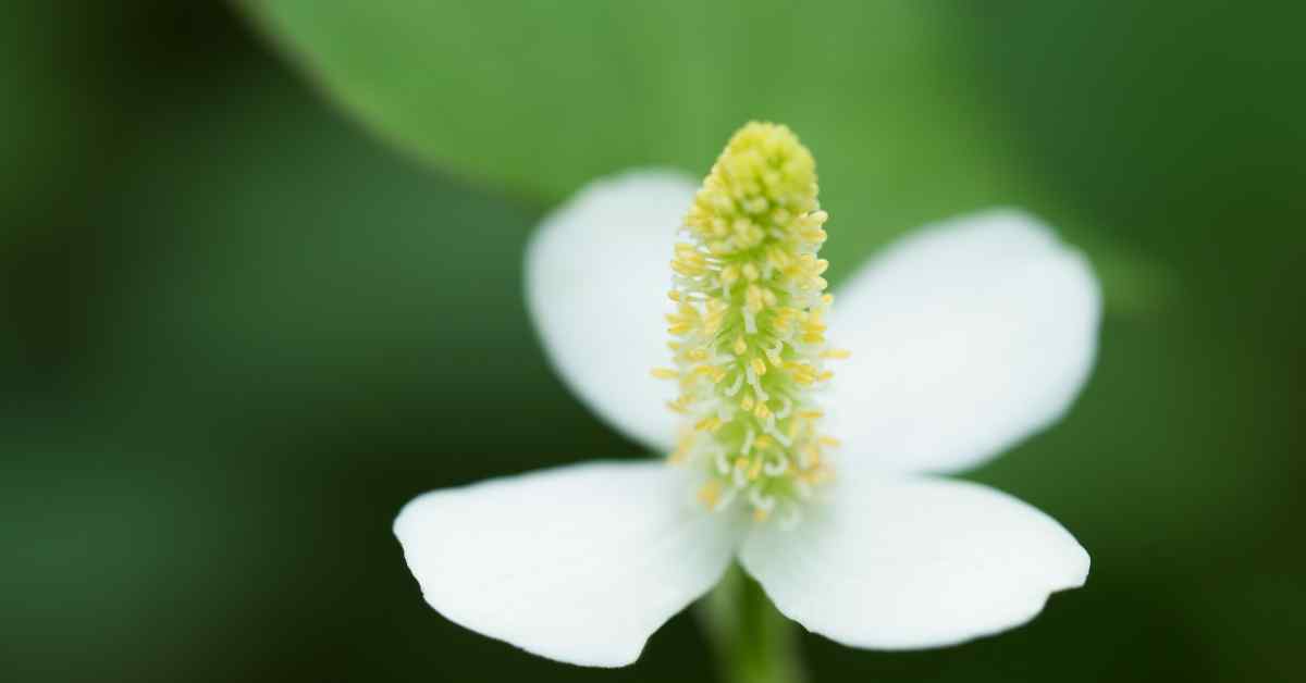 どくだみ化粧水の肌荒れ防止効果とは？吹き出物や肌荒れを起こした肌にアプローチしてトラブル知らずの肌へ